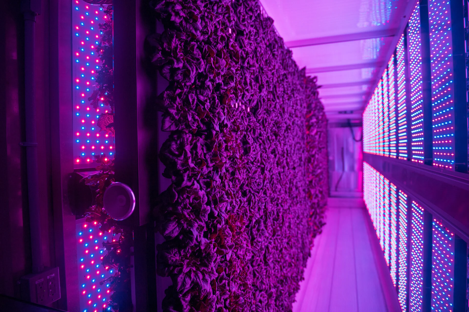 A vibrant vertical garden illuminated by pink and blue LED lights, showcasing lush green plants thriving in a modern indoor setting.