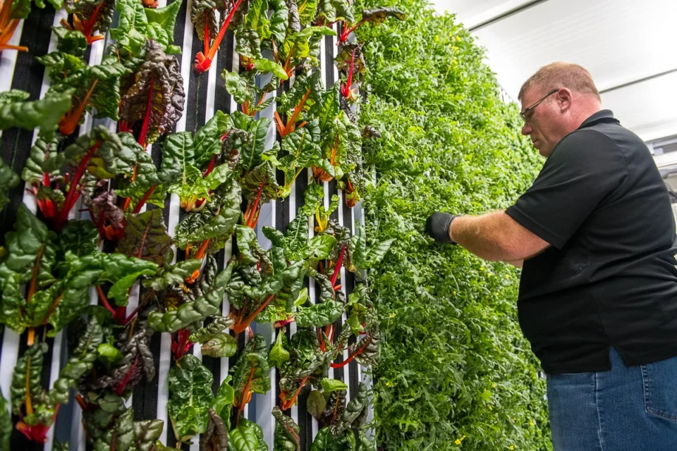 A person tending to a vertical garden featuring vibrant Swiss chard and leafy greens in a bright indoor farming setup.